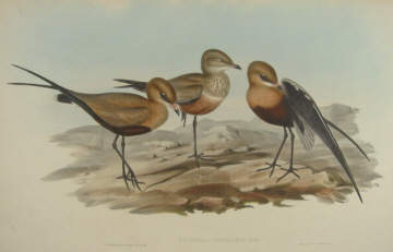 John Gould Birds of Australia